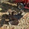 2X DISC PLOW