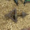 POTATO PLOW