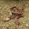 (3) IH WHEEL WEIGHTS - 3X TIMES THE PRICE