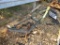 2 ROW FRED CAIN CULTIVATOR