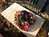 PALLET (8) CHAIN SLINGS - ALL ONE PRICE