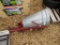 HERD SEEDER