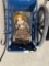 ANTIQUE DOLL BED