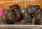 BOX LOT