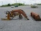 Ferguson Loader