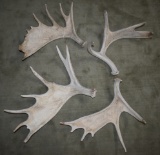 MOOSE SHEDS!