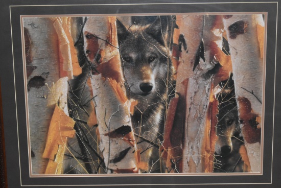 WOLF IN THE WOODS!