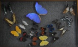 VINTAGE BUTTERFLY SHOWCASE!