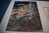 BEV DOOLITTLE ART!!