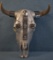 ARTIST DESIGNED SKULL!!
