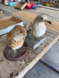 Stuffed Seagull and stuffed pocket gopher