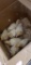 7 White Turkey Poults - 3 Wks Old