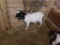 Moonspot Boer Nanny