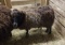 Ewe Sheep
