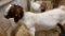 Boer Bred Nanny - Bred To A Papered Billy