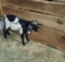 Black & White Nubian Cross Billy