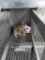 Pair African Soft Fur Rats - Need Container