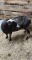 Black & White Ewe