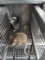 Pair African Soft Fur Rats - Need Container