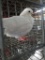 Unsexed Pigeon