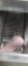 Female Hairless Rat - Need Container