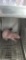 Female Hairless Rat - Need Container