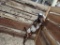 Dappled Boer Billy
