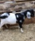 Dappled Boer Billy