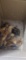 16 Ameraucana Chicks