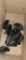 10 Silver Wyandotte Chicks