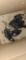 5 Barred Rock Chicks