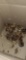 25 Ameraucana Chicks