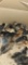 20 Ameraucana Chicks