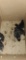 5 Barred Rock Chicks