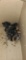2 Ameraucana & 8 Wyandotte Chicks