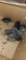 8 Sapphire Gem Chicks