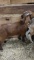 Brown Boer Nanny