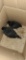 2 Ayam Cemani Chicks