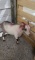 Brown & White Bred Pygmy Nanny - Yearling
