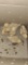 5 Isa Brown Chicks