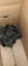 10 Silver Wyandotte Chicks