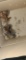 10 Ameraucana Chicks