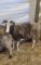 Jacobs Ewe