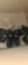 10 Bared Rock Chicks