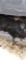 4 Ayam Cemani Chicks - 6 Wks Old