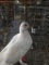 Unsexed Pigeon
