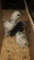 4 Silkie Chicks