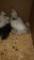 5 Silkie Chicks