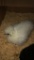 2 Silkie Chicks