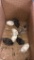8 Button Quail - 2 M & 6 F